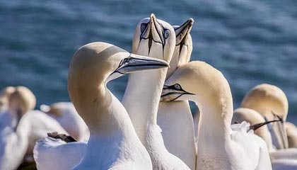 国际奥委会明确女子项目将仅限“生理女性”参赛