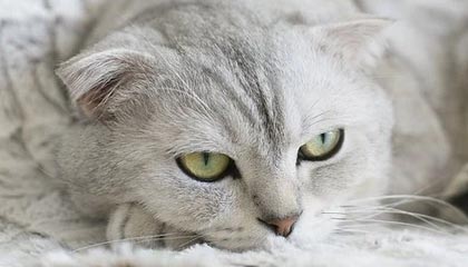 国际奥委会明确女子项目将仅限“生理女性”参赛